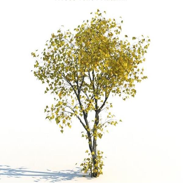 درخت نمدار تیلیا